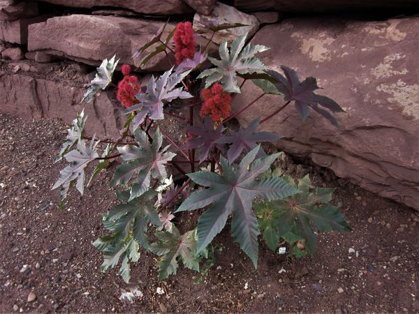 Plant in the Grand Canyon...