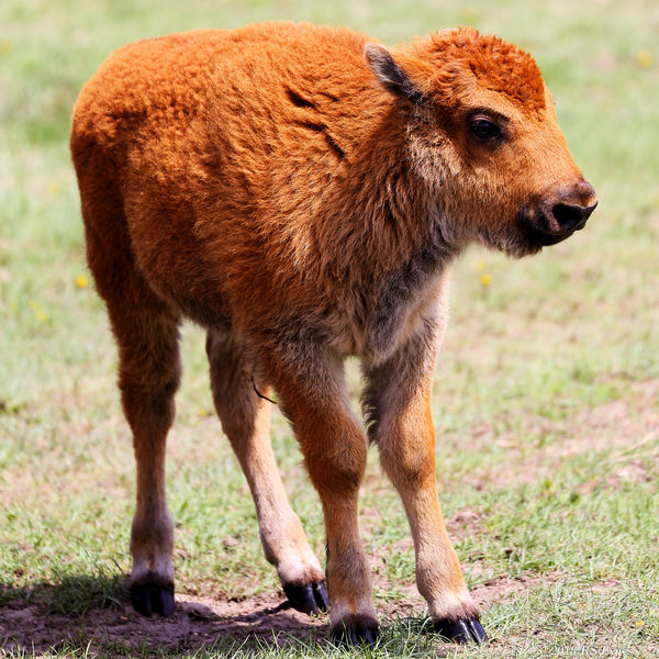 Bison calf less than 2 days old (note umbilical co...
