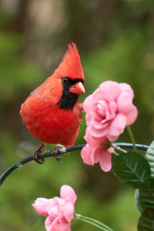 Cardinal I added some fill with on camera flash and Harbor Digital