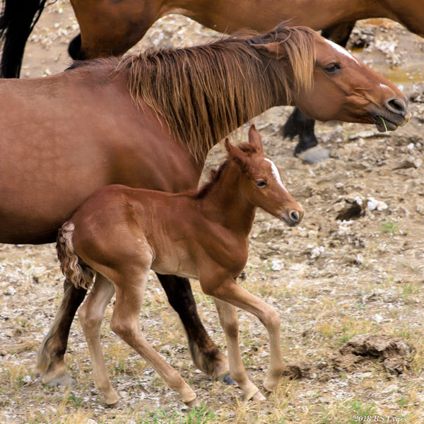 Spring foal with mare at Teddy Roosevelt NP - Nort...
