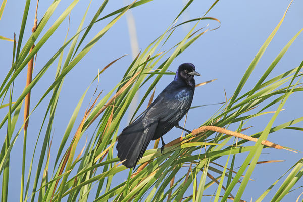 Boat-tailed grackle blowin in the wind...