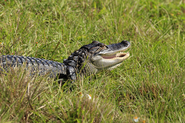 "There's a HUGE alligator on the trail" shouted th...