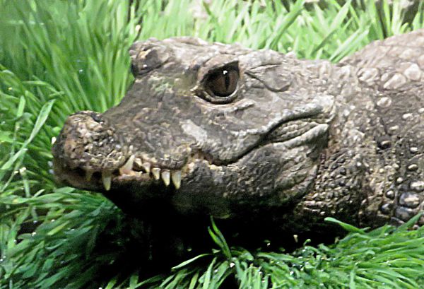 dwarf crocodile...