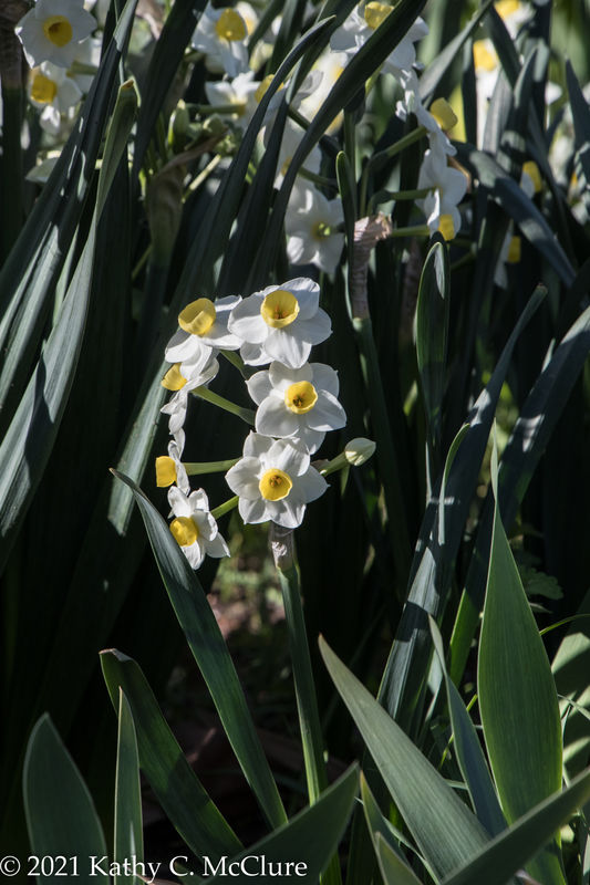Narcissus?  Or are they daffodils?  Is there a dif...