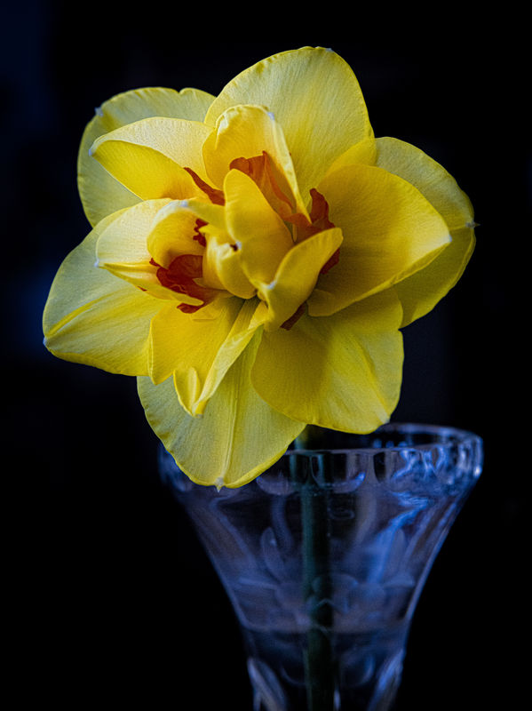 Daffodill...