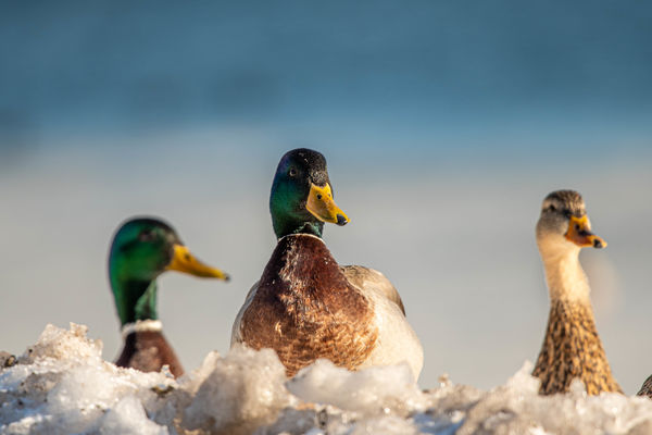 mallards-i-love-to-photograph-ducks-but-don-t-usually-do-mallards-but