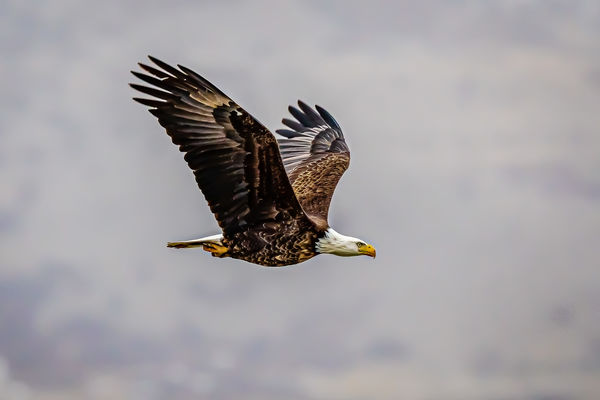 Bald Eagle in flight with clouds, mountains and sn...