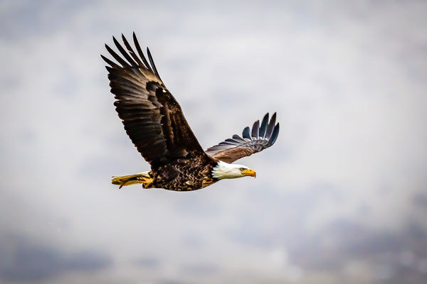 Bald Eagle carrying fish home to its' nest.  Notic...