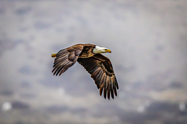 Bald Eagle mid-flight...
