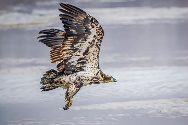 Immature Bald Eagle with ice and water in backgrou...