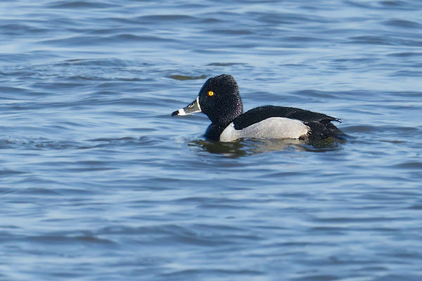 Ring-necked Duck...