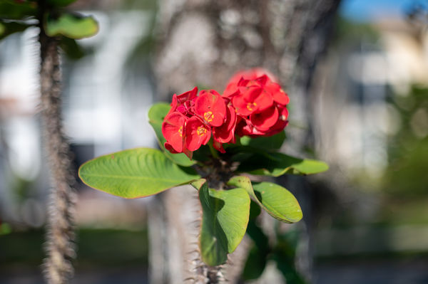 Crown of Thorns, Canon FD 1.8...