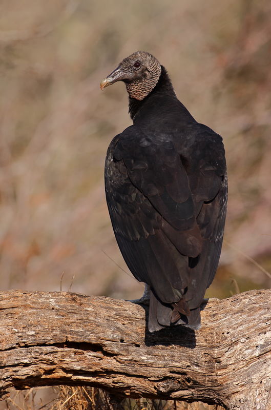 Black vulture...