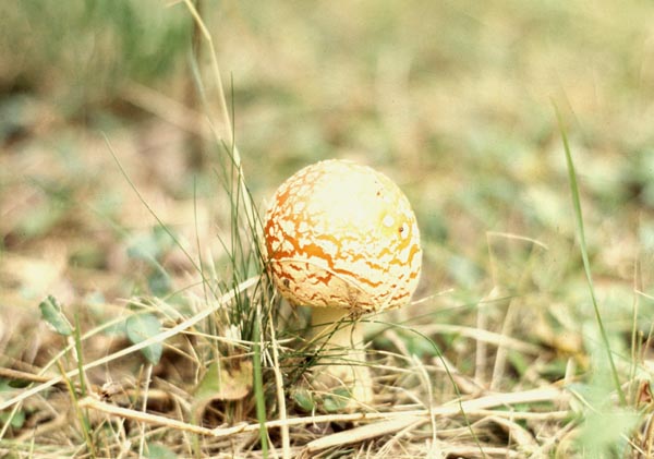 Mushroom in the forest - October 1969 - Minolta SR...