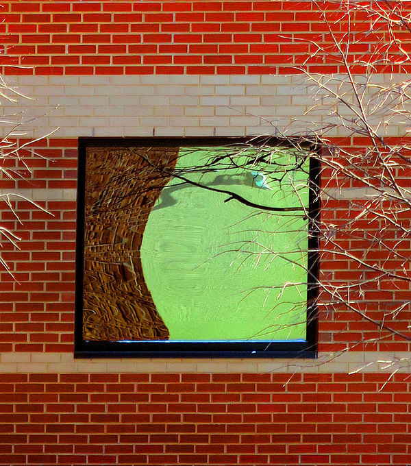Tree reflection in window...