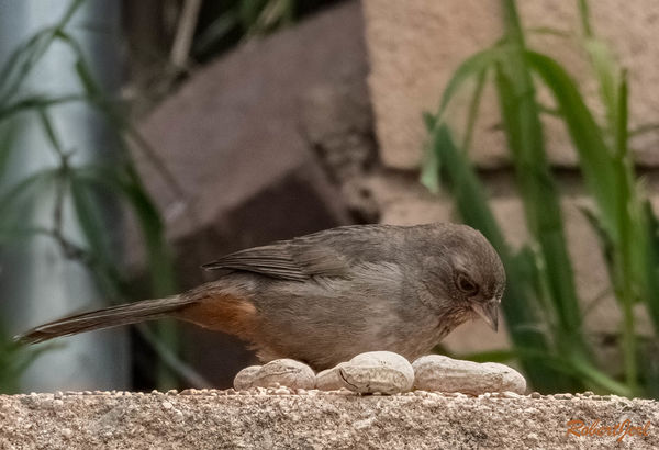 CA Towhee are hard to get clear shots of since the...