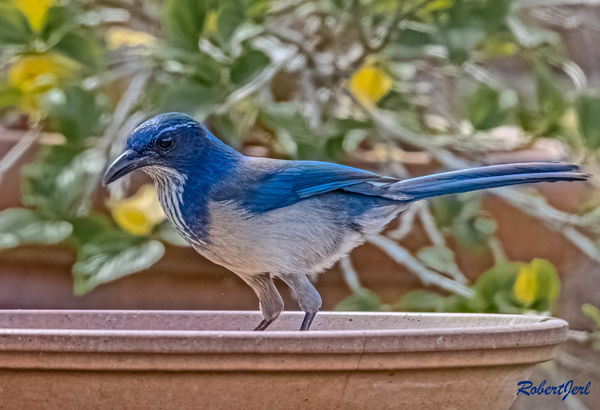 CA Scrub Jay inspecting the in-shell peanuts befor...