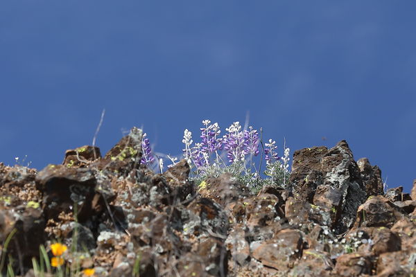 Blue Lupines on top of an old lava flow...