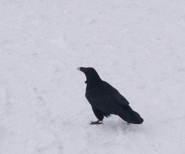 Saw this rare White Tipped Beak Raven at one of ou...