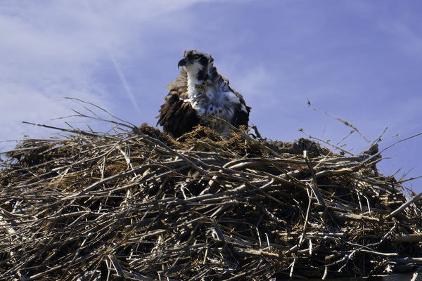 Mama Osprey on her nest...