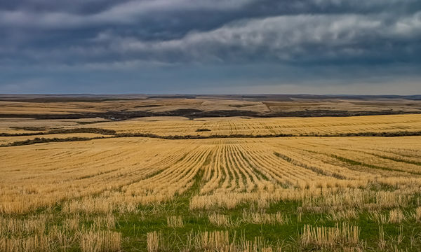 Last year's wheat...