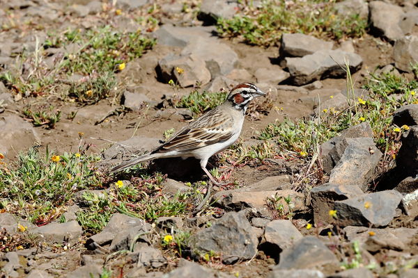 Lark sparrow (I think)...