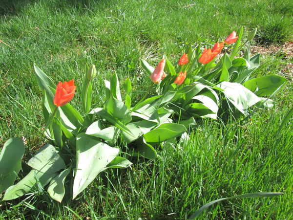 Saturday tulips...