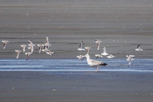 2. Sand pipers take flight around the gull....