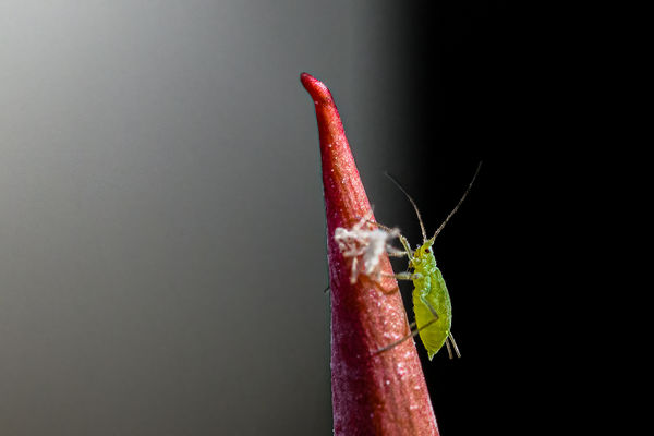 Aphid (white object is shedded skin)...