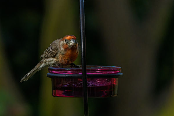 House Finch on jelly feeder...