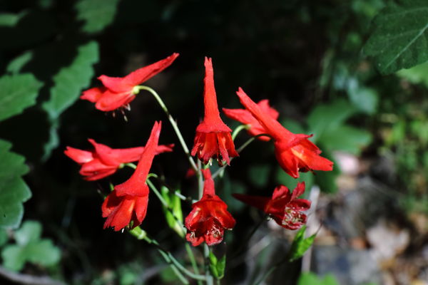 I think this is called a Cardinal flower (Lobelia ...