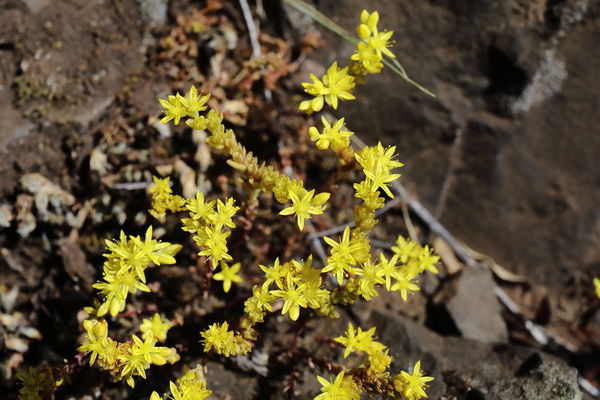 Close up of the goldmoss stonecrop...