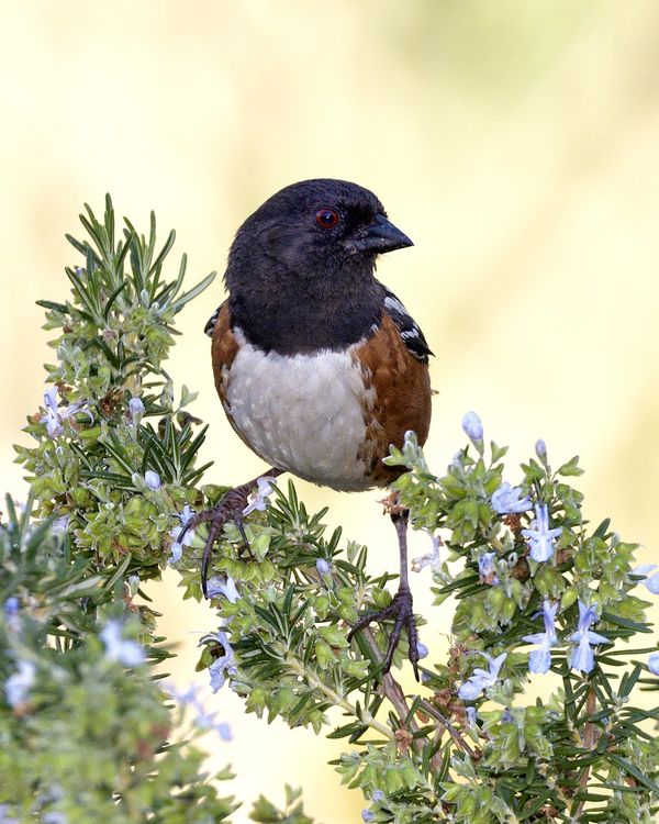 Male Spotted Towhee...