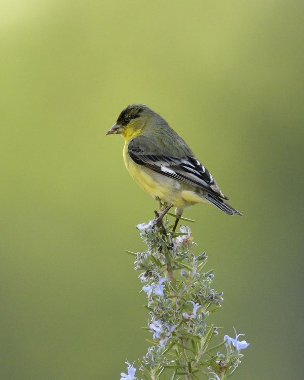 Male Lesser Goldfinch...