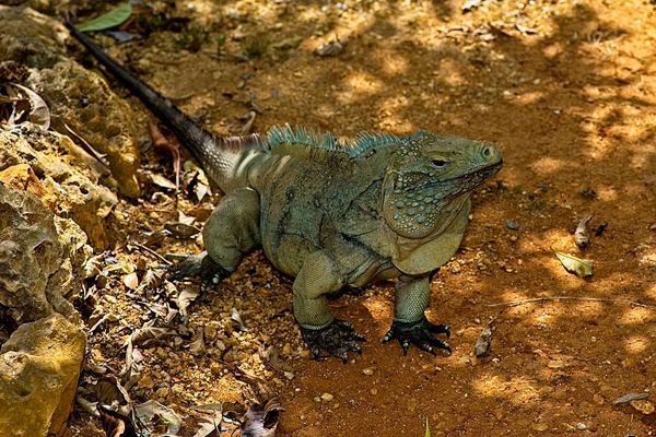 Blue Iguana Indigenous to Grand Cayman...