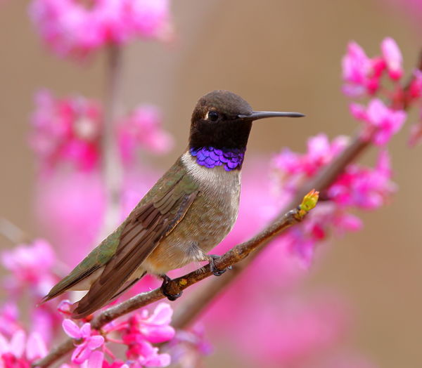 male black-chinned hummingbird...