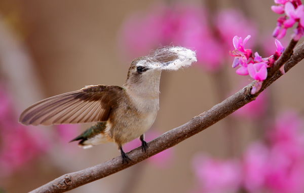 female black-chinned hummingbird with nest materia...