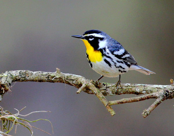 yellow-throated warbler...