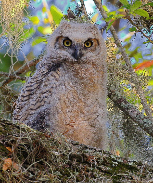young great-horned owl...