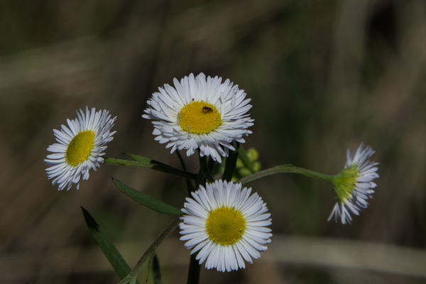 Fleabane, wind was bouncing it around and didn't r...
