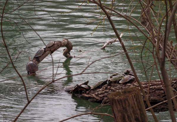 #2 Count the turtles (hint you may need DDL).  The...