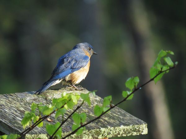 we have 3 bluebird couples having spring flings....