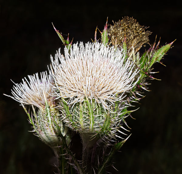 At first I feared all the beautiful thistles were ...