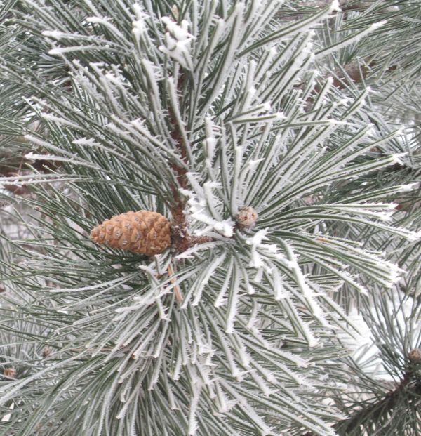 Frosted Fir & pinecone...
