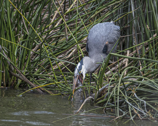 Great Blue Heron eating carp at San Joaquin Marsh ...