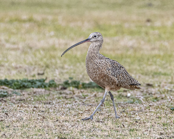 Long Billed Curlew at Carr Park...