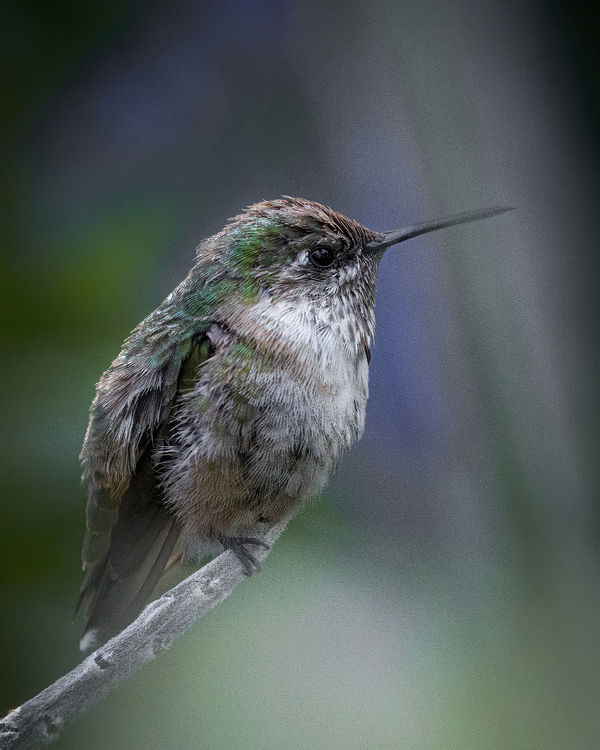 Calliope Hummingbird at Huntington Central Park...