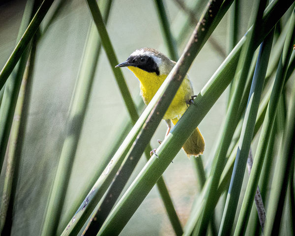 Common Yellowthroat at Fairview Park...