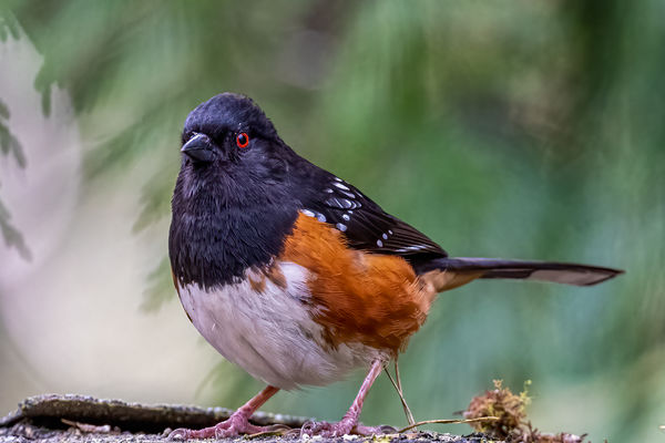 Spotted Towhee...