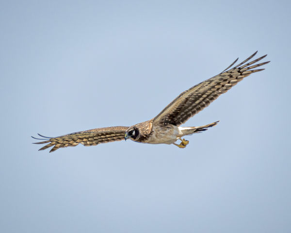 Northern Harrier at Fairview Park...